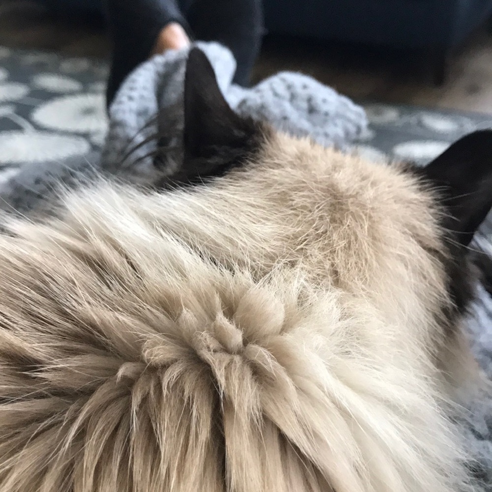 Meet your Posher, Zoe